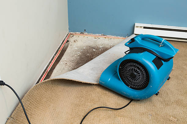 Best Professional water damage repair  in Catalina, AZ